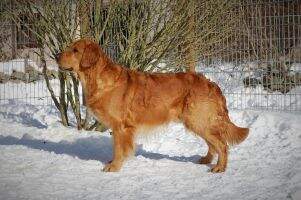 Wild Guy Valentino of Calimero's Castle