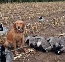 Gold Eagle's Sod Buster