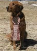 HRCH Tolers Golden River Rock Gladiator