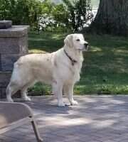 Fellers' Riley Fellers' Riley