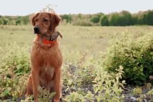 Bounderhill's Amber Waves of Grain