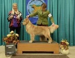 Honor-Bronze CH Hillside I Want To Believe FCAT Honor-Bronze CH Hillside I Want To Believe FCAT