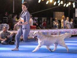 Kaz, Ch Rus, Ch Uz, Ch Kg MAYMAGIC TALISMAN DE LA FORTUNE Kaz, Ch Rus, Ch Uz, Ch Kg MAYMAGIC TALISMAN DE LA FORTUNE