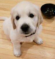 Goldenlight Fluffy Dog