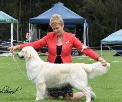 AustCH Invernee Lilli Pilli AustCH Invernee Lilli Pilli