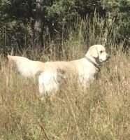 Snowbelle Of The Ball