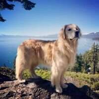 Bear Valley's Mountain Cody Bear Valley's Mountain Cody