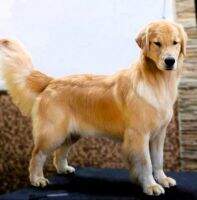 Ch.Puppy Golden Sunset's Pinky Ornela