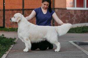 C.I.B., Ch.Ru, Ch.RKF GoldenMermaid's Malfy For ALDIS ZHENERIS
