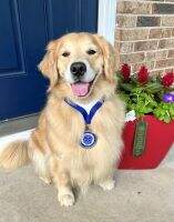 Goldenway's The Puppy Song BN RN DN CGCA CGCU TKA ATT FITG FTN