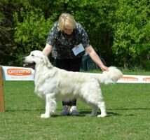 Jun Ch Ch Srb Swanavly Silk'n Spice Working test group winner