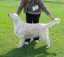 Srb & Group winner Swanavly Style'n Sassy