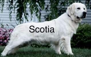Trammin Majik All Star Scotian Trammin Majik All Star Scotian
