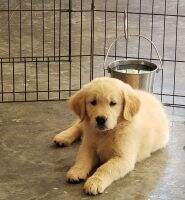 Little Girl's Golden Emma Jean