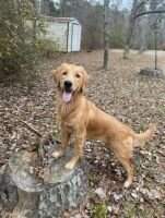 Kaley's Dixie-Rose TKI