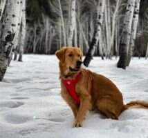 Wynwood's Cooper The Golden Nugget
