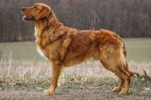 Eager Ebbe from Just Goldens