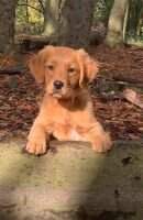 Eager Eayla from Just Goldens Eager Eayla from Just Goldens