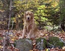 Triplecreek's Brazen Trickster Loki BN RI TKN CCA
