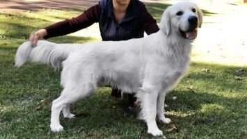 Hillsong Goldens Rebel