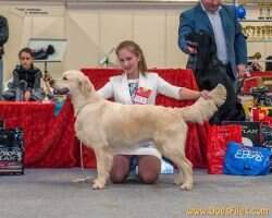 CH.RUS,JCH.RUS, CH.RKF Orientgold Zarianna Lorevy