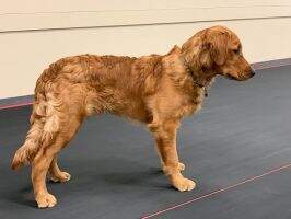 Four Golden Paws Play It Again PCD BN GN CCA