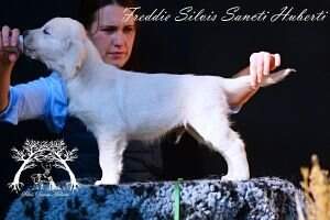 Freddie Silvis Sancti Huberti Freddie Silvis Sancti Huberti