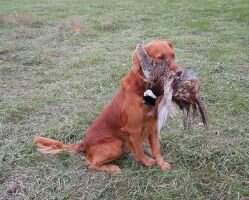 SHR Four Golden Paws Northern Rising Sun CCA