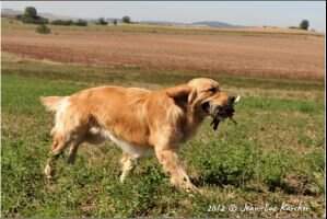 Gao by cannelle des fields d'est