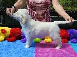 Shakira Ripoll Artemis Gold
