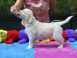 Sheldon Cooper Artemis Gold