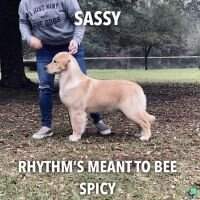 Rhythm's Meant To Bee Spicy