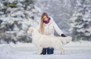 RKF Goldenrush Give Me Love