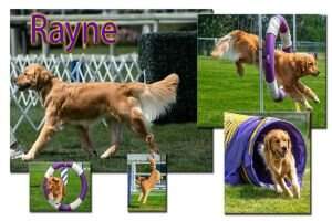 Beargrass Goldcker Purple Rain AGI AGXJ XP JTX ATD NTD-M VE