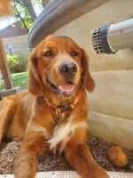 Bleu (son of Arthur, not AKC reg'd)