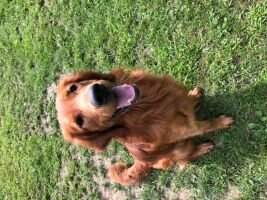Hilltop Golden Sir Red Oakley Hilltop Golden Sir Red Oakley