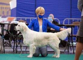 InterCH CIS Winner JCHRus CHNKP GrandCH CHRKF CHBLR GrandCHBLR 2xCACIB 2xRCACIB ZHELEZNAIA LEDI IZ KRASNOY DOLINY