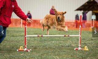 Grapevine's Incredible Mr Dash IAC TN-I OAC