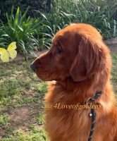 Creed's Cowboy Serenade of Golden Hills Creed's Cowboy Serenade of Golden Hills