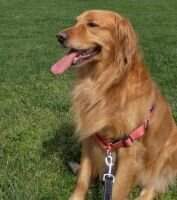 Enzo of Cupertino