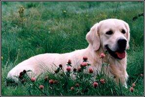 AKAPULKO (son of Birkmoor's Twisting Toby)
