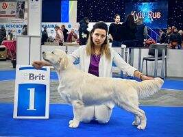 JGCh Breed`19 Ch Ukraine Cruft?s Qualification' 19 Golden Rose Rocknrollclub