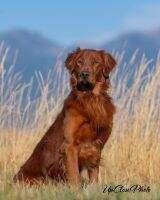 Old Town Creek's Red Chief ***