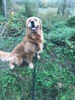Carova Magic Is Super With Cooper