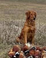 HRCH UH Thunderstruck's Patriot Retriever