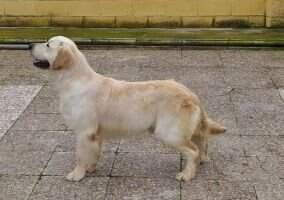 Serendipity Dog Homer Simpson