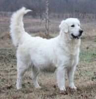 Yas Takoda Of Soonerpuppy