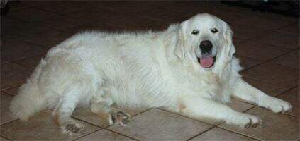Choctaw ''Choc'' Of Soonerpuppy
