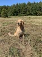 Wildwing Endless Prairie