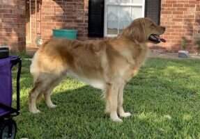 Floden's Gus Of Piedmont